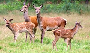 Leia mais sobre o artigo Ibama pode decidir sobre abate de animais contaminados do Pampas Safari (25/11/2021)