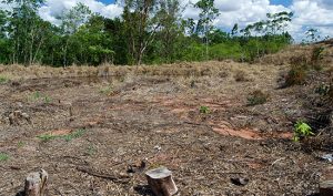 Leia mais sobre o artigo Proprietário de fazenda pagará mais de R$ 2 milhões de multa por queimadas (17/11/2021)