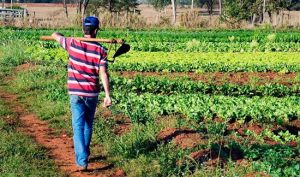 Leia mais sobre o artigo TRF4 concede benefício a agricultor com degeneração na coluna e contraria laudo (02/12/2021)