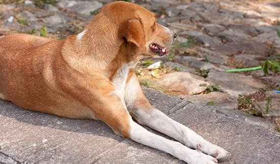 Você está visualizando atualmente TRF4 mantém abrigo de duas cachorras no complexo dos Correios em Porto Alegre (15/02/2022)