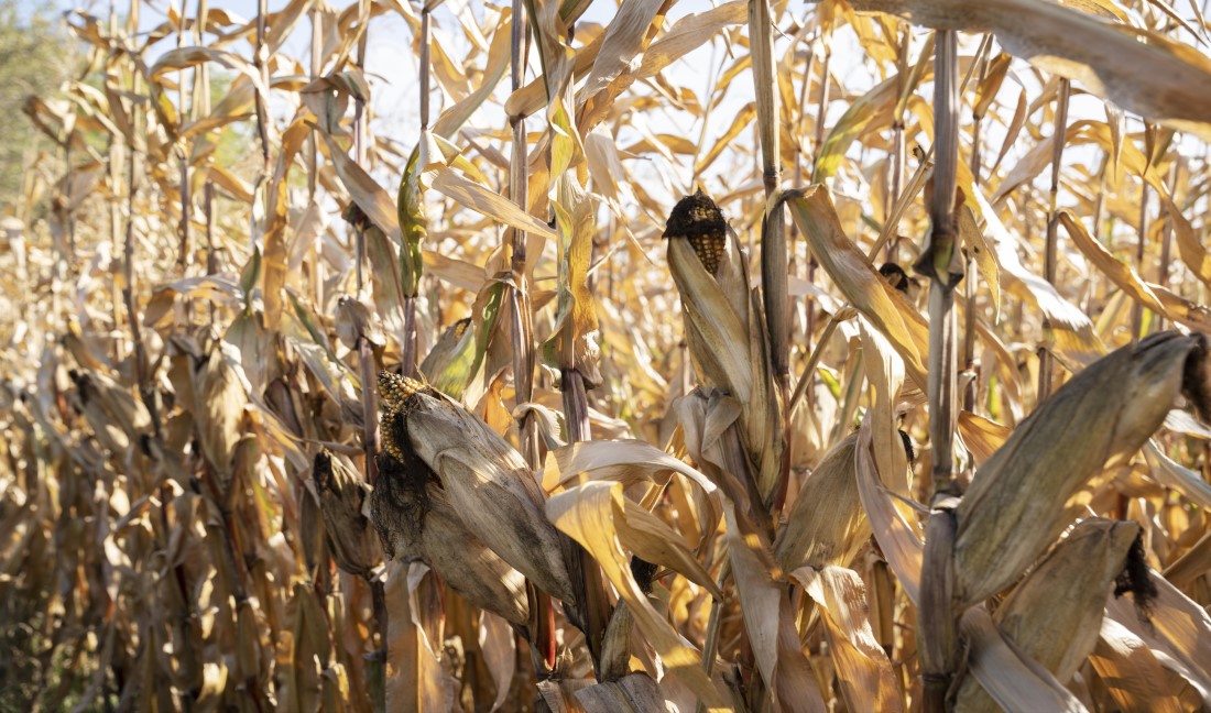 Você está visualizando atualmente Agricultora garante pagamento do seguro para cobrir prejuízos causados pela seca excessiva (05/09/2024)