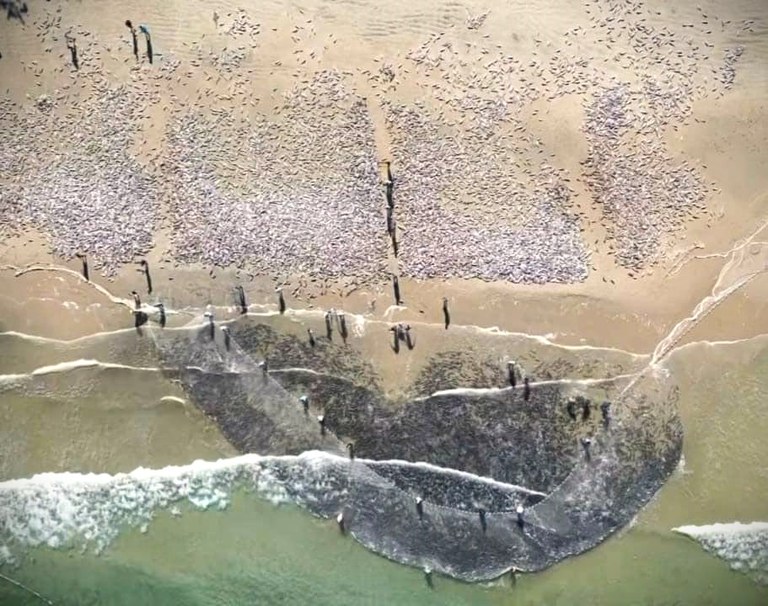 No momento, você está visualizando Justiça Federal nega liminar contra limitação da quantidade de tainha para pesca de arrasto em SC (22/05/2025)