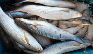 Leia mais sobre o artigo Justiça Federal nega pedido para suspender cota de pesca da tainha na Lagoa dos Patos (15/07/2025)