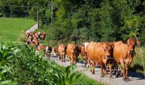Leia mais sobre o artigo Irmãos são condenados por inserir declaração falsa em Guia de Trânsito Animal e por contrabando de gado (24/09/2025)
