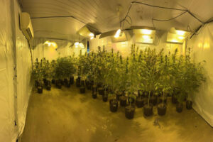Leia mais sobre o artigo União obtém expropriação de imóvel utilizado no cultivo de droga (18/09/2025)