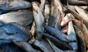 Leia mais sobre o artigo Proprietária e o mestre de embarcação são condenados a pagar R$50 mil por pesca ilegal (09/01/2026)