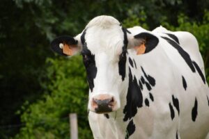 Leia mais sobre o artigo Audiência pública sobre proibição do abate de vacas prenhes será dia 9 na sede da JFPR (05/06/2026)