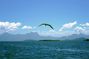 Leia mais sobre o artigo Justiça Federal dá prazo para ICMBio regularizar comunidades tradicionais no Parque Nacional Guaricana (14/09/2026)